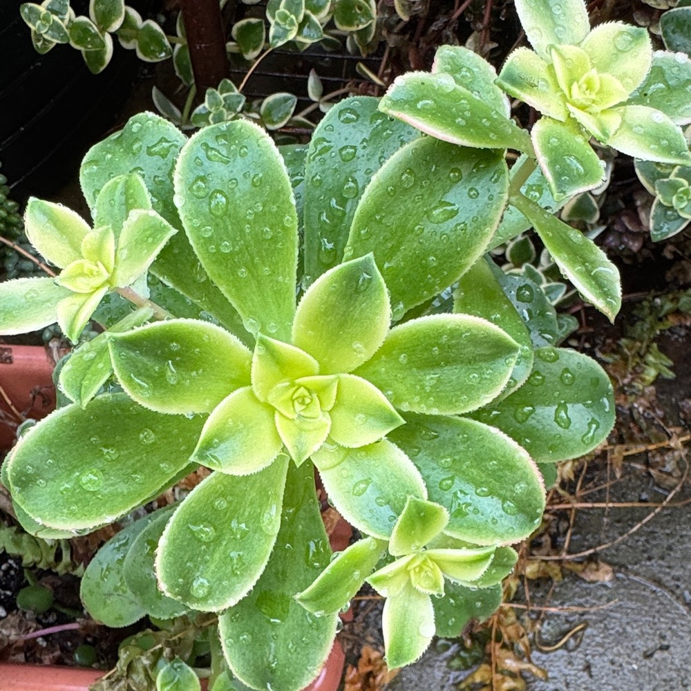 Aeonium Kiwi Succulent Plant